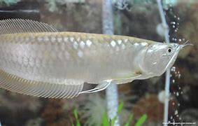 Ikan Arwana Silver Red Terbesar